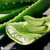 HalalEveryDay | 100% Pure Aloe Vera Gel | After Sun Care Soothe & Hydrate | Sun Burn Relief | Moisturizing | Vegan | 4 oz view 2