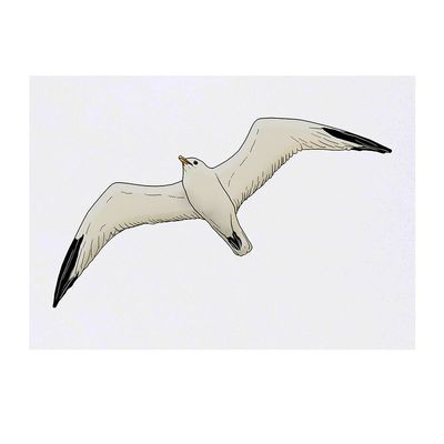 Azeeda 'Flying Seagull' Temporary Tattoo - Water Resistant, Skin-Safe, Non-Toxic Transfer (TO00043218)