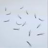 1000 Premade volume fans Mixed lengths 9-16mm loose Fans C, D Curl. Handmade eyelash extensions supplies Russian volume lash Wispy promade fan 4D 5D 6D 7D 8D 9D 10D (5D Wispy 0.07 - Curl C) view 2