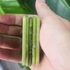 Authentic Gua Sha Jade Stones Asian Owned, GuaSha Facial Tool, Face Body Massage SPA Acupuncture Therapy Trigger Point Treatment (jade) view 3