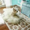 Fur Accents Plush Shag Sheepskin Accent Rug, Hide, Pelt Area Rug, Luxury Soft Faux Fur Carpet, Hand Made USA, Beige view 4