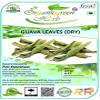 Veena Guava Leaves |Amrood Patti | Koiya ilai|Psidium Guava Leave Dry (100GM) view 2