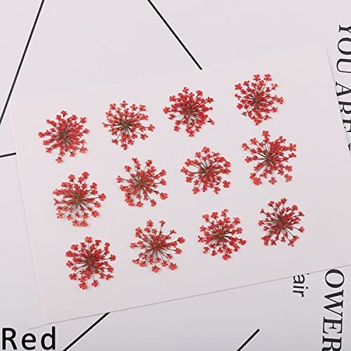Crysdaralovebi 120pcs Natural Dried White Lace Flowers Pressed Plant for Nail Art Snow Bead Floras DIY Gift Craft Phone Shell Case Deco (Red)
