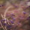 AttractionOil.com Women's - Lilac & Gooseberry Scented Pheromone Oil (Roll On) view 2
