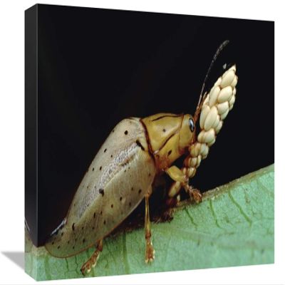 12 x 18 in. Tortoise Beetle Eye to Eye with Eggs Shes Guarding, Panama Art Print - Mark Moffett