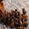 Forest Organics Sea Spray Spritz Blitz Supercharged with Chaga Mushroom view 3