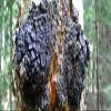 Forest Organics Sea Spray Spritz Blitz Supercharged with Chaga Mushroom view 4