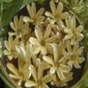 Luxuriant-Sparkle Beauty Products Mono'i de Tahiti'- Double Tiare' Scent-100% Natural-LIMITED EDITION 2 sizes (32 oz) view 2