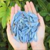 Blue Kyanite Blades & Pieces, 2 oz Lot 0.75" - 1.5" (Raw Rough Natural Kyanite) view 2
