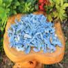 Blue Kyanite Blades & Pieces, 2 oz Lot 0.75" - 1.5" (Raw Rough Natural Kyanite) view 4