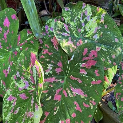 (3) Florida Beauty Caladium Bulbs
