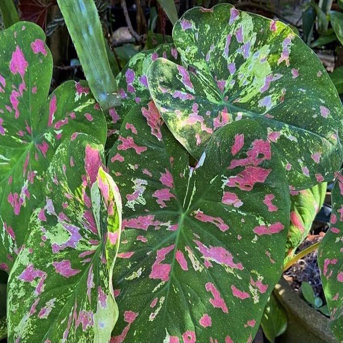 (3) Florida Beauty Caladium Bulbs