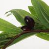Lurrose Simulated Olive Leaf Wreath Lightweight Greenery Headband for Women Bridal Party Photo Prop Hair Accessory view 3