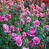 Admart Herbal Rose Petal Powder 75g view 4