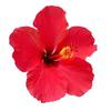 Admart Herbal Hibiscus Powder Natural for Hair Care & Skin Care -75g view 3