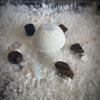 Solar Plexus Chakra Bath Bomb with Tigers Eye Crystal view 1