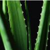 Dr. Orga Aloe Skin Soothing Gel 210ml / 7 fl oz view 4