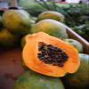 Papaya view 2