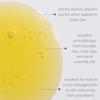 Osmia Skincare - Natural Restore Facial Serum | Lavender, Carrot Seed, Jojoba, Borage, + Pomegranate Oils | Moisturize, Boost, Nourish | Clean Beauty For Healthy Skin (0.45 fl oz | 13.3 ml) view 4