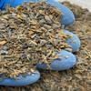 Blue Tiger's Eye - Just Above 2mm - no Powder - 100% Blue Tiger Eye Life+Love! Enhancing! Clear Focus! ja2(1 Ounce) view 3