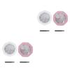 FOMIYES 4sets Eyeshadow Organizer Trays Portable Makeup Mixing Palette for Empty Makeup Case Lid Convenient Cosmetics Storage view 1