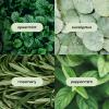 Natural Inspirations Eucalyptus Rosemary Mint Exfoliating Face + Body Scrub 6oz view 4