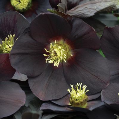 Live New York Night Hellebore Lenten Rose. Super Healthy.
