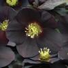 Live New York Night Hellebore Lenten Rose. Super Healthy. view 1