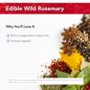 Physician's Strength Wild Rosemary Oil - 1 fl oz - Edible Wild Rosemary - Chemical Free - 432 Servings view 3