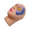 Mannequin Training Head for Lashes, and Makeup, with Eyelash Applicator, and Training Lashes, and Free Holiday Lashes view 3