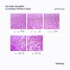Hemway Ultra Sparkle Glitter - Lavender Purple | 100g Multi Size Metallic Flakes for Resin & Epoxy Crafts | Supplies for Tumblers, Festival, Art, Decoration view 3