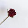 Fashion Immortal Flower Rose Hair Sticks Fashion Metal Hair Pins Stick Bun Chopsticks Hair Accessories For Women Bun view 3