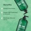 Botanic Hearth Tea Tree Conditioner | For All Hair Types | Fights Dandruff & Dry Scalp | With Vitamin C, Peppermint Oil, Rosemary Oil & Lavender Oil | Sulphate & Paraben Free | 16 fl oz view 4