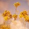 L'Occitane Immortelle Precious Essential Water 6.70 fl oz view 4