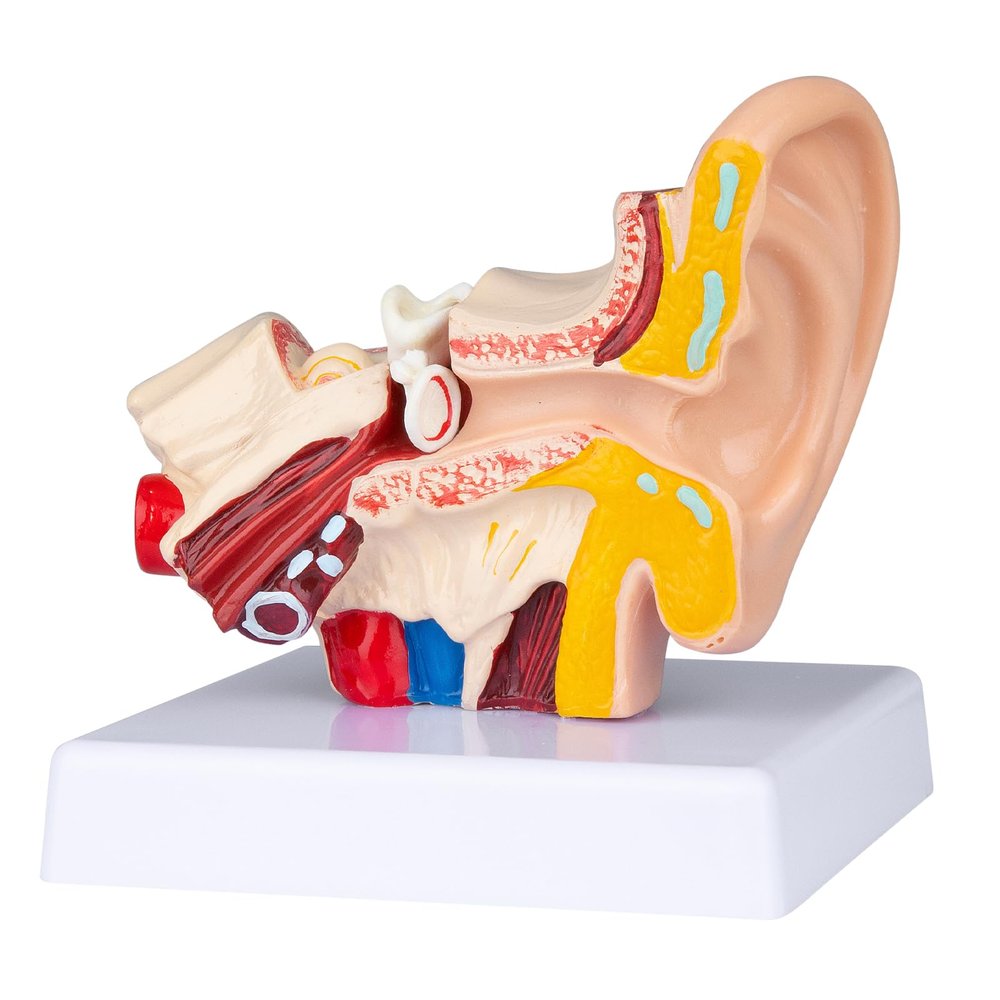 Healthible Human Anatomy Ear Model - 1.5 Times Ear Anatomical Model 3D Ear Model Inner Ear Model