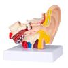 Healthible Human Anatomy Ear Model - 1.5 Times Ear Anatomical Model 3D Ear Model Inner Ear Model view 1