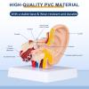 Healthible Human Anatomy Ear Model - 1.5 Times Ear Anatomical Model 3D Ear Model Inner Ear Model view 3