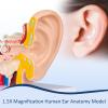 Healthible Human Anatomy Ear Model - 1.5 Times Ear Anatomical Model 3D Ear Model Inner Ear Model view 4