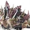 Unique CosPlay Handmade Seashell Crown-Tiara-Headband "Dark Dollie" view 3