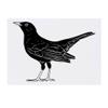 Azeeda 'Blackbird' Temporary Tattoo - Water Resistant, Skin-Safe, Non-Toxic Transfer (TO00050782) view 1