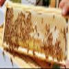 Anthony's Beehive New! Wire Free Beeswax Foundation Gripper for Comb Honey Production 60 Pack (for Shallow Langstroth Frames) view 4