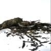 SEJAL AYURVEDA RATANJOT Alkanet Root Whole 115g | 4oz RESEALABLE Bag | Great for Hair Conditioning Dark Rich Color and Long Hair view 2