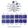Beadsland 8300PCS Flatback Rhinestones, Royal Blue Rhinestone Round Crystal Rhinestones for Crafts, Mixed 10 Sizes with Wax Pencil and Tweezer Kit, SS3-SS30, Sapphire view 4