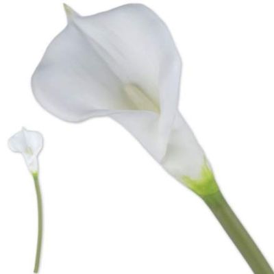 VEA SRL ILM3358 Star M. Calla White Long CHI34322, See Photo