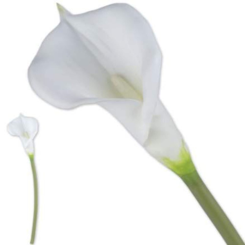 VEA SRL ILM3358 Star M. Calla White Long CHI34322, See Photo