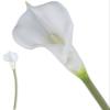 VEA SRL ILM3358 Star M. Calla White Long CHI34322, See Photo view 1
