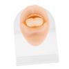 Beatifufu Tongue Piercing Training Silicone Model Piercing Practice Supplies Real Skin Feel view 1