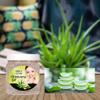 Sheltr Professional 100% Pure Aloe Vera Gel for Beautiful Face, Skin & Hair | Pure Natural Aloe Vera Gel Ideal for Skin, Face & Hair Treatment, | Multipurpose Beauty Gel For Face, Skin And Hair view 3