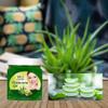 Sheltr Professional 100% Pure Aloe Vera Gel for Beautiful Face, Skin & Hair | Pure Natural Aloe Vera Gel Ideal for Skin, Face & Hair Treatment, | Multipurpose Beauty Gel For Face, Skin And Hairs view 3