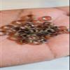 Bead It Wear It Love It 10 Stainless Steel Hair Beads for Loc Braids Twist and Natural Hair, Loc Beads, Dreadlock Hair Accessories, Loc Jewelry (5mm, Silver) view 4